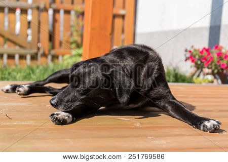 Black Dog Lies Relaxed On The Terrace In The Sun