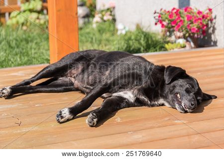 Black Dog Lies Relaxed In The Blazing Sun On The Garden Terrace