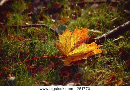 Mapleleaf