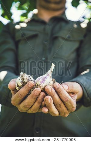 Summer Vegetable Garden Concept With Gardener Harvesting Ripe Garlic. Fresh Gralic Crop