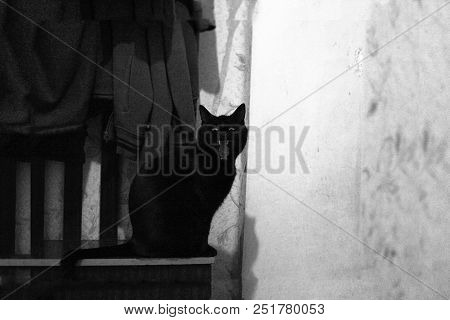 Silhouette Of Spooky Black Cat, Halloween Creepy Midnight. Sinister Wicked Black Cat In Dark Night R