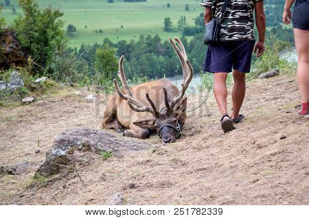 Deer Maral With Big Horns Lies On A Mountain Tied With A Bridle In The Mountains Of The Altai