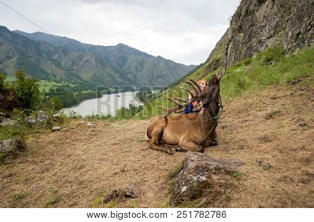 A Young Red-haired Girl Dressed In Sports Clothes Stroking The Horns And Skin Of A Deer Maral Who Li