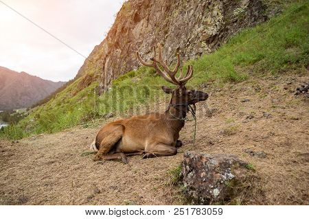 Deer Maral With Big Horns Lies On A Mountain Tied With A Bridle In The Mountains Of The Altai
