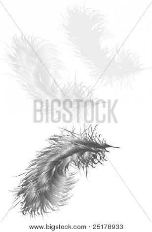 Ilustración con tres plumas grises, aislado sobre fondo blanco