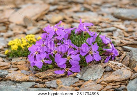 Beautiful Delicate Lilac Flowers (chorispora Bungeana) Growing On Rocks High In The Mountains Close-