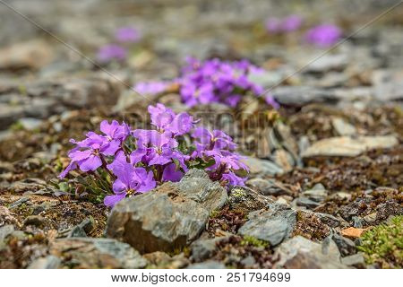 Beautiful Delicate Lilac Flowers (chorispora Bungeana) Growing On Rocks High In The Mountains Close-
