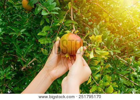 Woman Taking A Pomegranate Fruit From A Tree In Sunny Day.