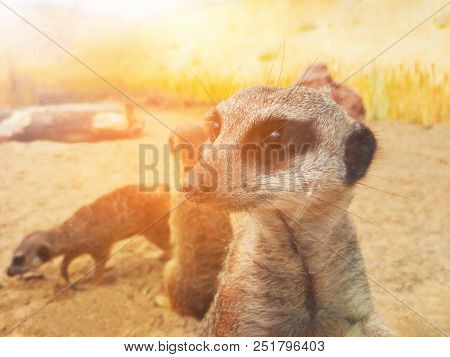A Small Funny Surakat Looks Around Little Surakat Sitting  Zoo Life