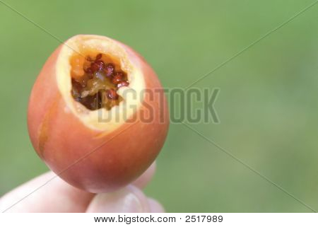 saftige tamarillo