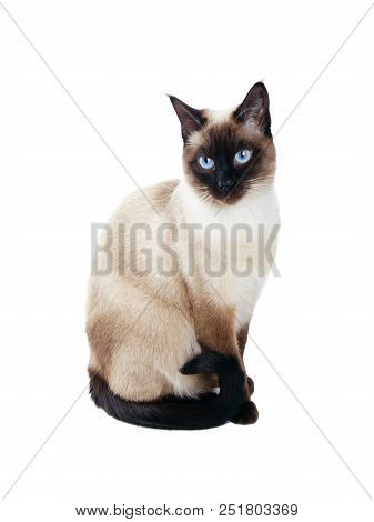 Beautiful Siamese Cat Isolated On White Background