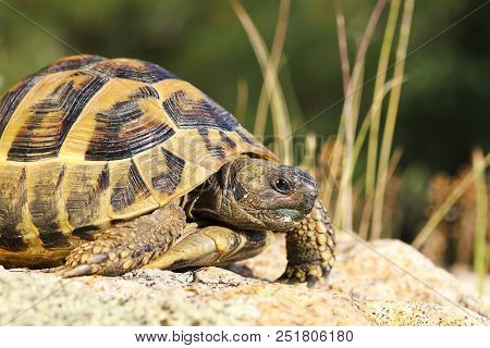 Close Up Of Greek Turtoise ( Testudo Graeca ) In Natural Habitat