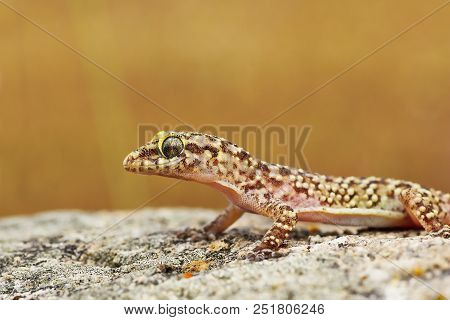Closeup Of Wild Turkish Gecko, Or Mediterranean House Gecko ( Hemidactylus Turcicus )