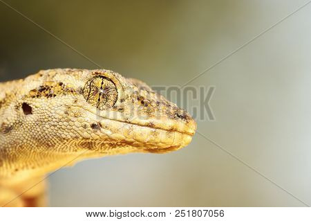 Mediodactylus Kotschyi Portrait, Macro Image Of Lizard Head