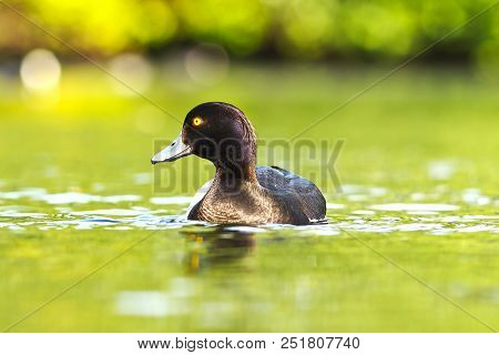 Tufted Duck On Water Surface ( Aythya Fuligula )