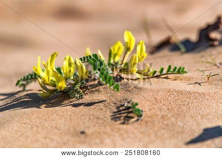 Close Up Yellow Flowers Of Astragalus Longipetalus