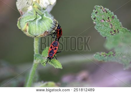 Two Bedbug-soldier Caught On Each Other And Hung On A Flower. Midsummer.