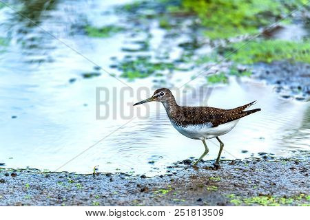 Close Up Beautiful Green Sandpiper Or Tringa Ochropus Walking Near Water