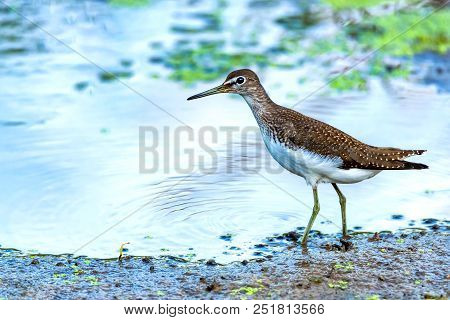 Close Up Beautiful Green Sandpiper Or Tringa Ochropus Walking Near Water