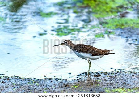 Close Up Beautiful Green Sandpiper Or Tringa Ochropus Walking Near Water