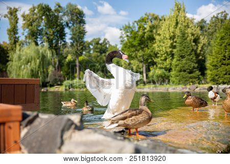 Mallard Drake Bob Wings On River In Sunny Day And Splashing Water Around. Backlight On Feathers. Wat