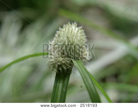 Erba verde fiore