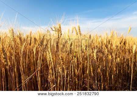 Close Up Of Ripe Wheat Ears. Beautiful Backdrop Of Ripening Ears Of Golden Field. Nature Background