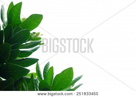 Tropical Tree Leaves With Droplets On White Isolated Background For Green Foliage Backdrop