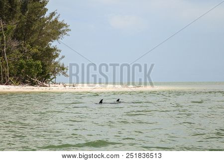 Bottlenose Dolphin Tursiops Truncatus Swims Along The Shoreline Of Cape Romano