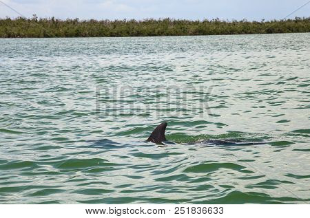 Bottlenose Dolphin Tursiops Truncatus Swims Along The Shoreline Of Cape Romano