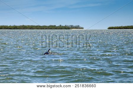 Bottlenose Dolphin Tursiops Truncatus Swims Along The Shoreline Of Cape Romano