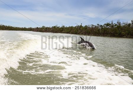 Bottlenose Dolphin Tursiops Truncatus Swims Along The Shoreline Of Cape Romano
