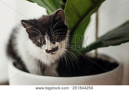 Cute Little Kitten Sitting Under Fiddle Leaf Fig Tree In Stylish Room. Adorable Black And White Kitt