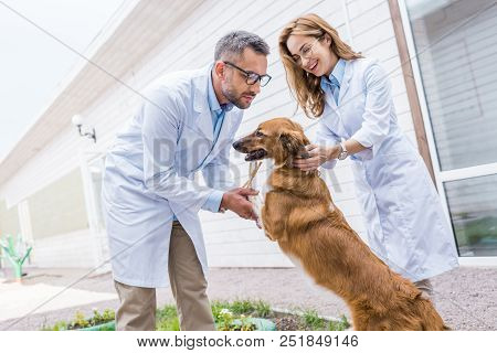 Happy Veterinarians Playing With Dog On Yard At Veterinary Clinic