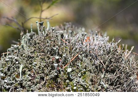 Mushrooms Are Parasites On The Trunk Of A Tree