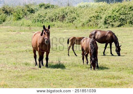 A Herd Of Horses Grazing On A Mountain Meadow With Grass On A Sunny Spring Evening (epirus, Greece).