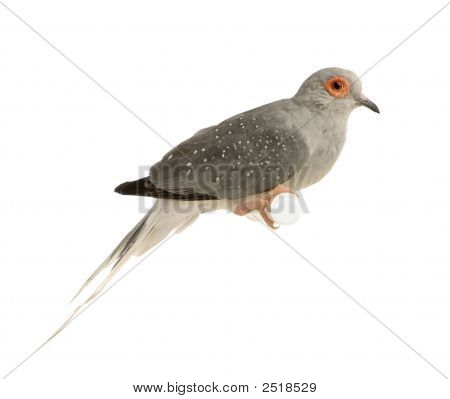Diamond Dove - Geopelia Cuneata