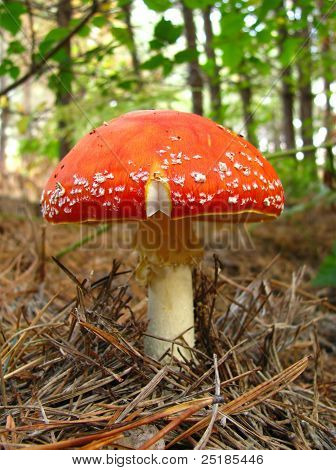 Rød Fly Agaric