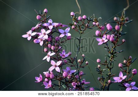 Pink Flowers And Buds Of Australian Native Boronia Ledifolia, Growing In Heath On The Little Marley 