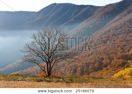Arbre en montagnes