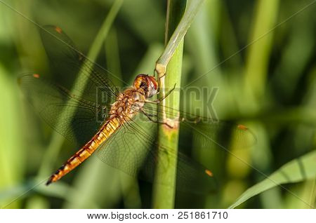 Dragonfly. 
A Dragonfly Is An Insect Belonging To The Order Odonata, Infraorder Anisoptera. Adult Dr