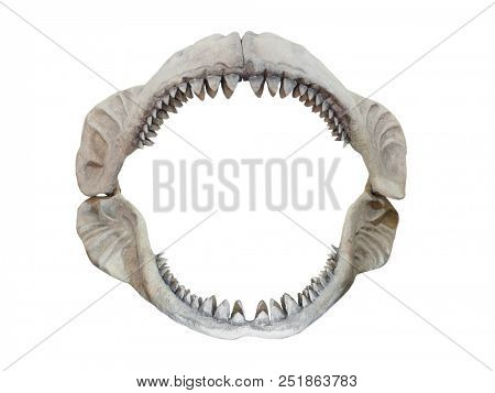 Real jaws of Carcharodon Megalodon, the largest shark to have ever lived on Earth