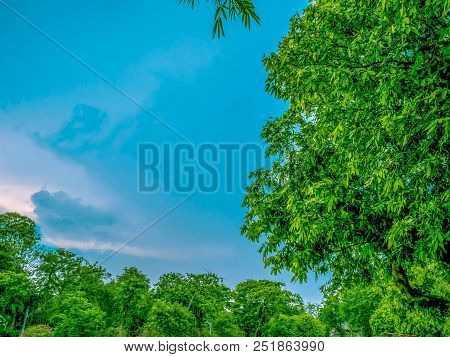 Green Tree And Blue Sky,cloud Sky,nature In The City