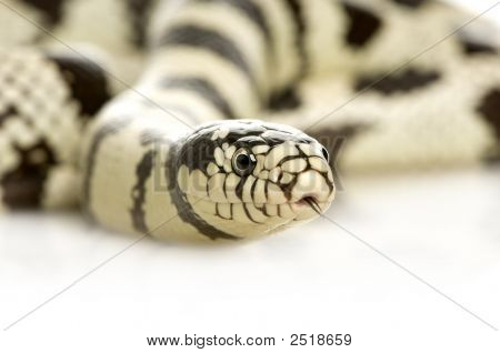 캘리포니아 Kingsnake-Lampropeltis Getulus Californiae