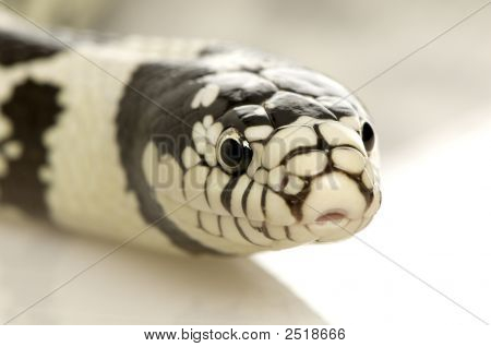 캘리포니아 Kingsnake-Lampropeltis Getulus Californiae