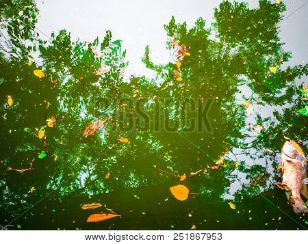 Tree Reflect In The Water,dead Fish Body In The Lake,reflection In The Water