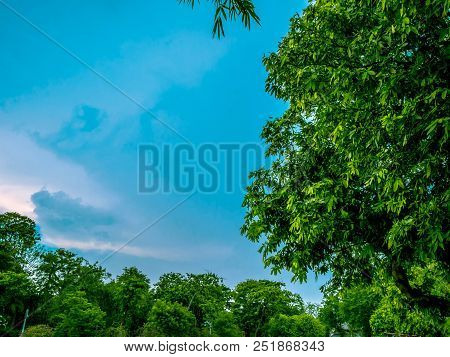 Green Tree And Blue Sky,cloud Sky,nature In The City