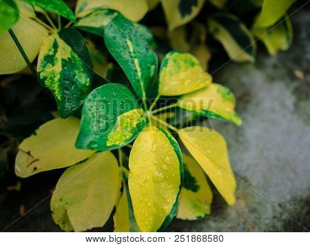 Yellow And Green Leaf After The Rain On Sidewalk In The Park