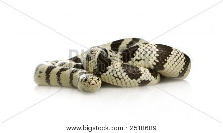 캘리포니아 Kingsnake-Lampropeltis Getulus Californiae