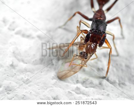 Macro Photography Of Ant Mimic Jumping Spider Biting Ontorso Of Prey On White Floor